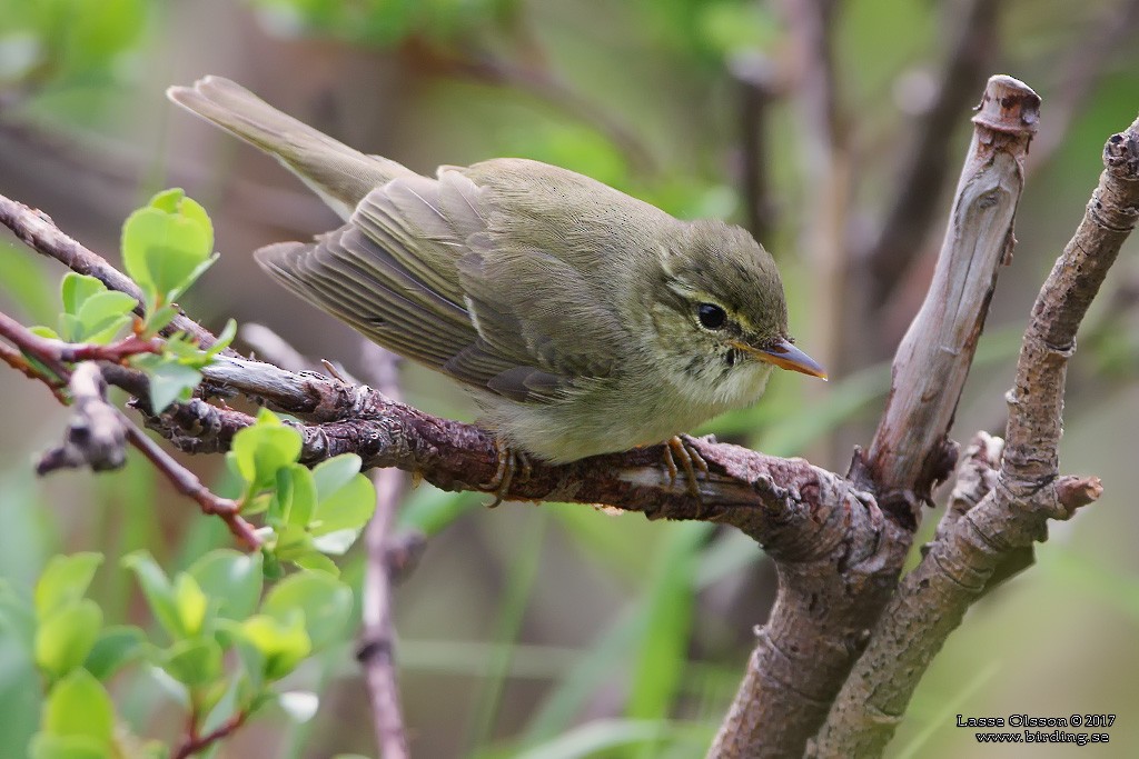 Japanese Leaf Warbler - Lasse Olsson