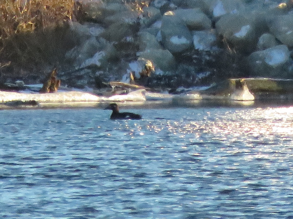 White-winged Scoter - Kadynn Hatfield