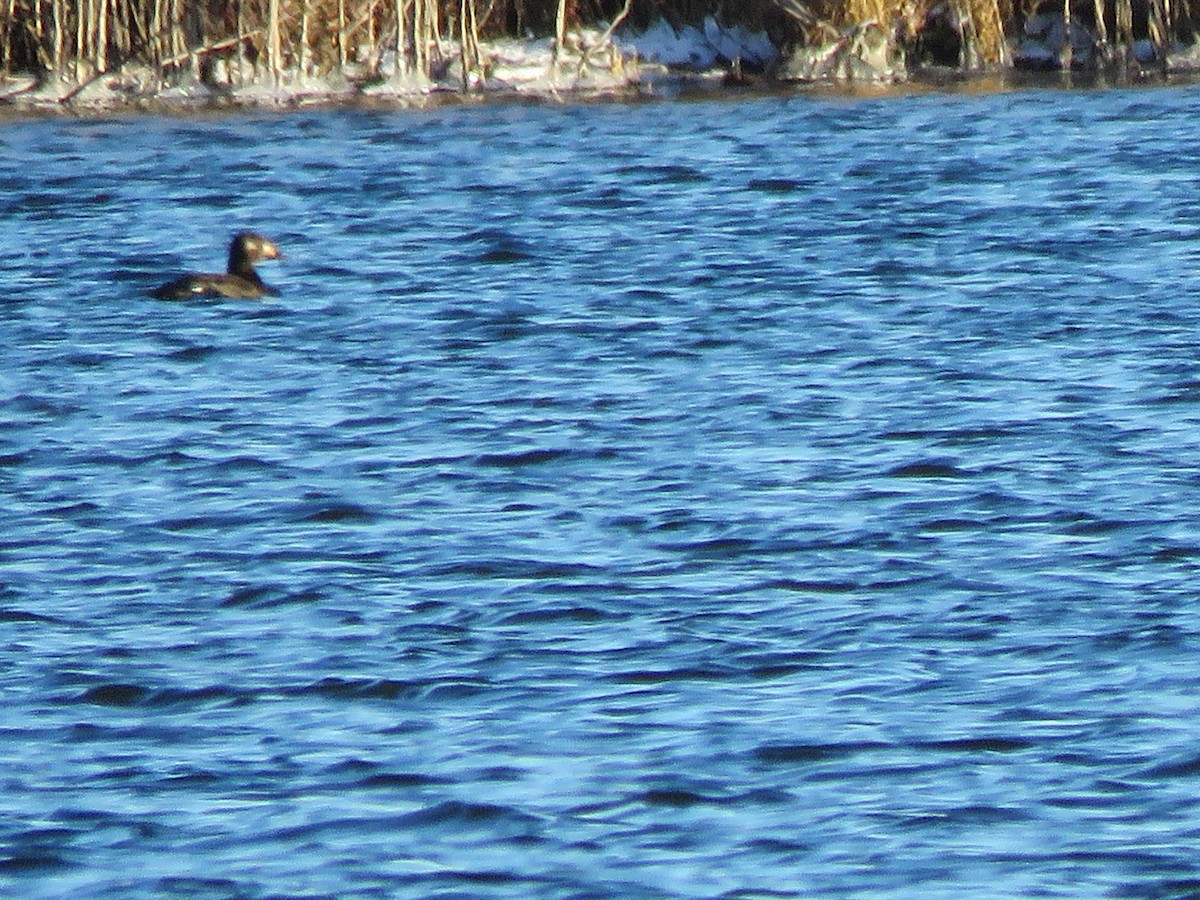 White-winged Scoter - ML124259101