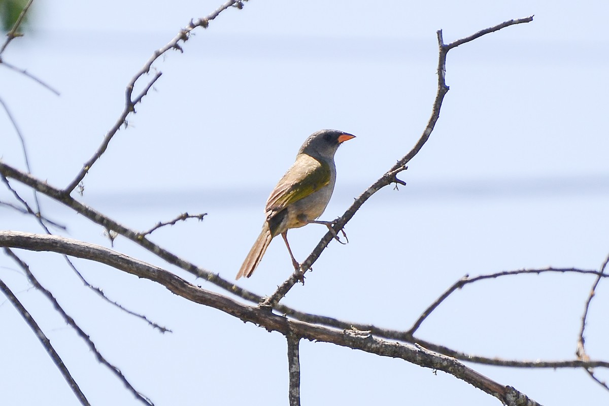 Great Pampa-Finch - ML124259391