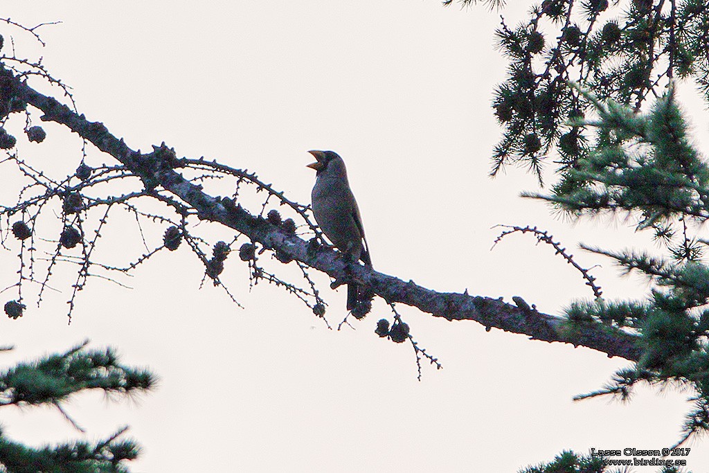 Japanese Grosbeak - ML124259761