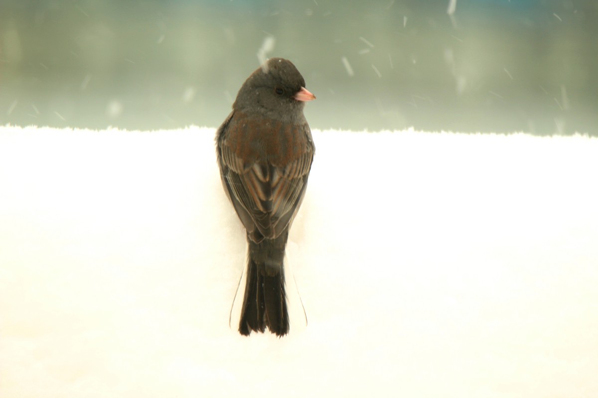 Dark-eyed Junco - daniel patry