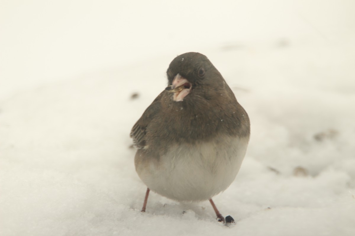 Dark-eyed Junco - daniel patry