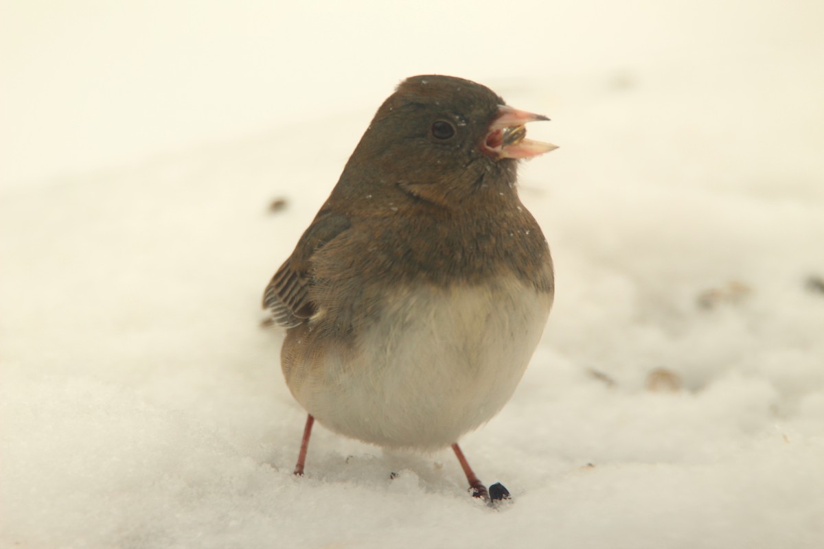 Dark-eyed Junco - daniel patry