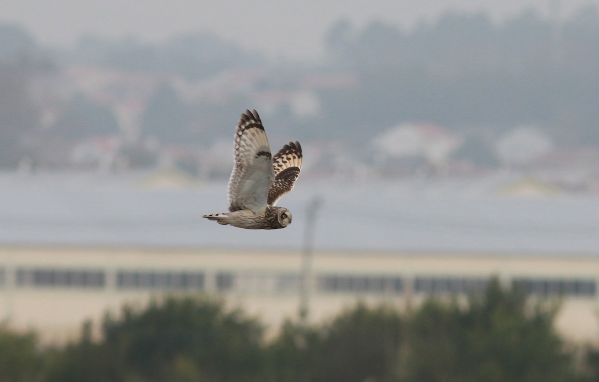 Short-eared Owl - Paulo Leite