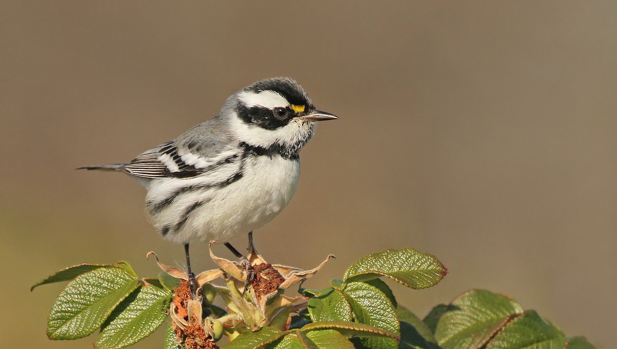 Black-throated Gray Warbler - Jeffrey Offermann