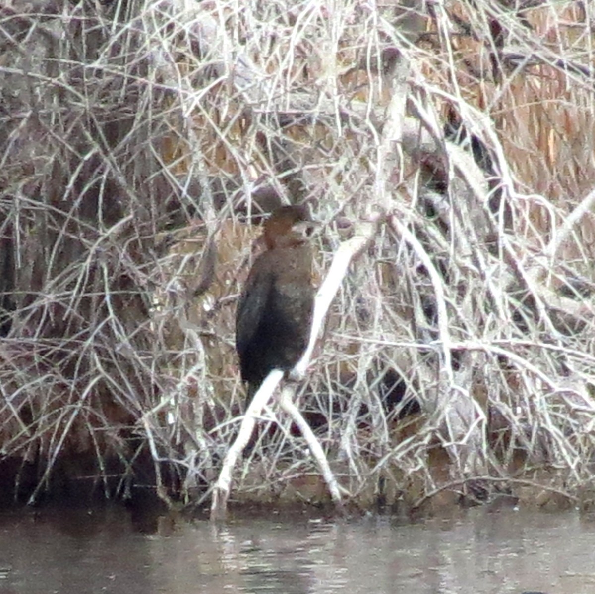 Pygmy Cormorant - ML124263011