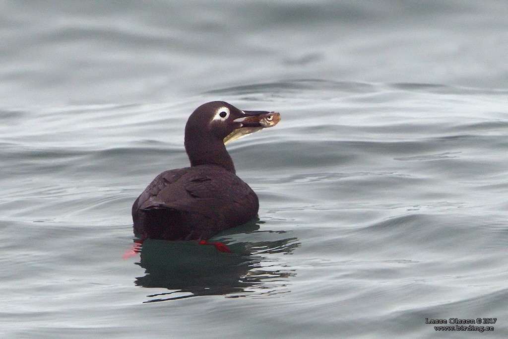 Spectacled Guillemot - ML124263751