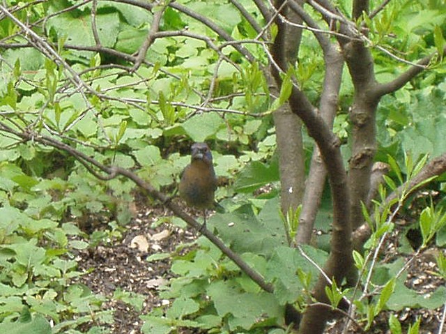 Blue Grosbeak - ML124263781