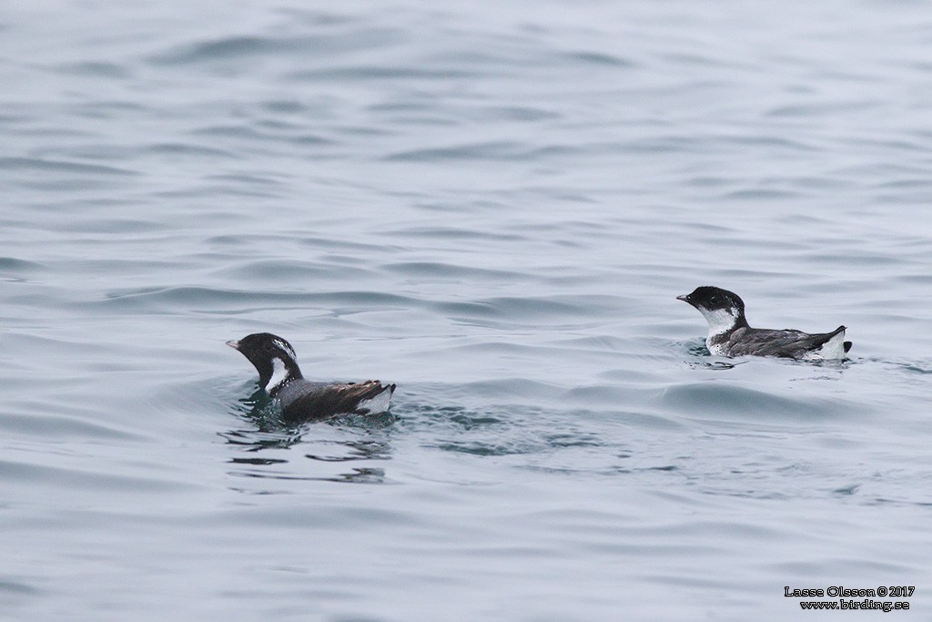 Ancient Murrelet - ML124263881