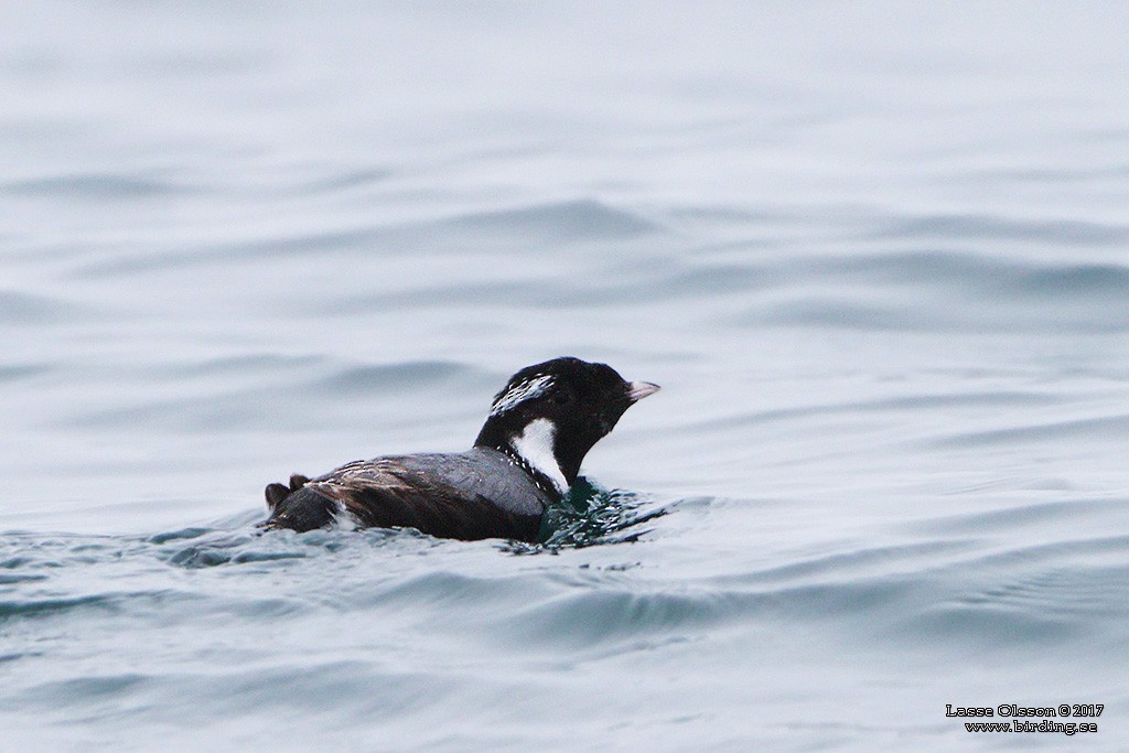 Ancient Murrelet - ML124263891