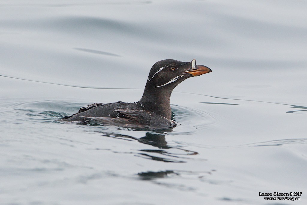 Rhinoceros Auklet - ML124263931