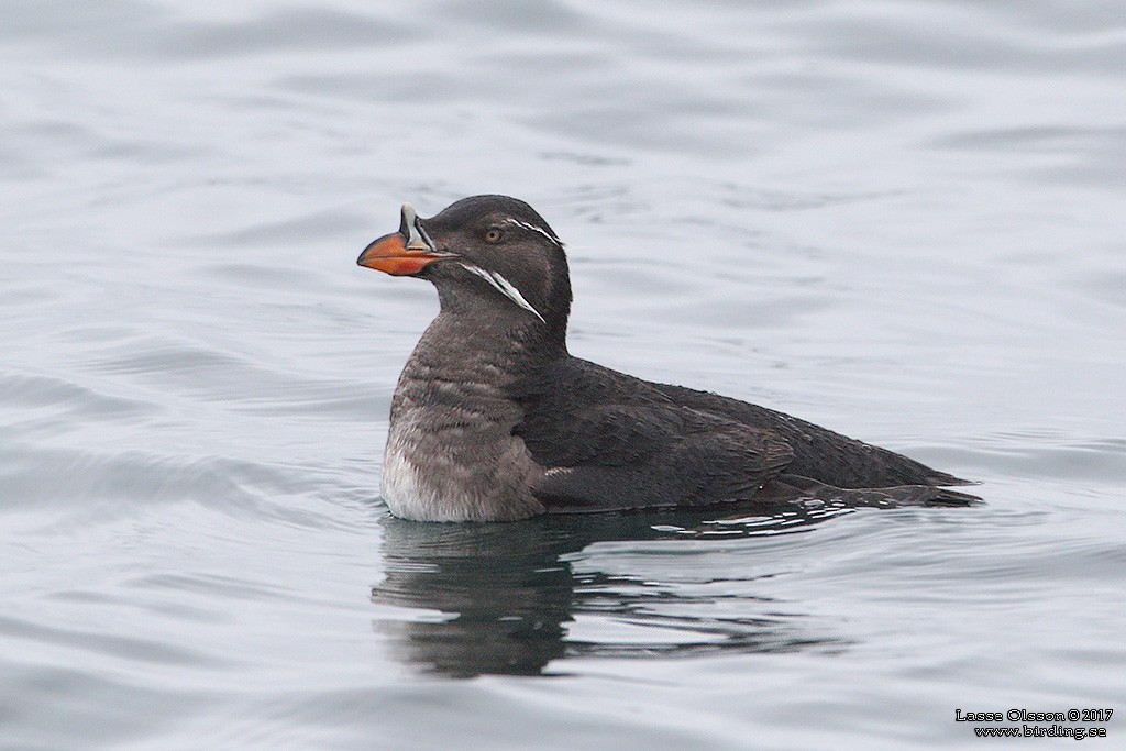 Rhinoceros Auklet - ML124263941