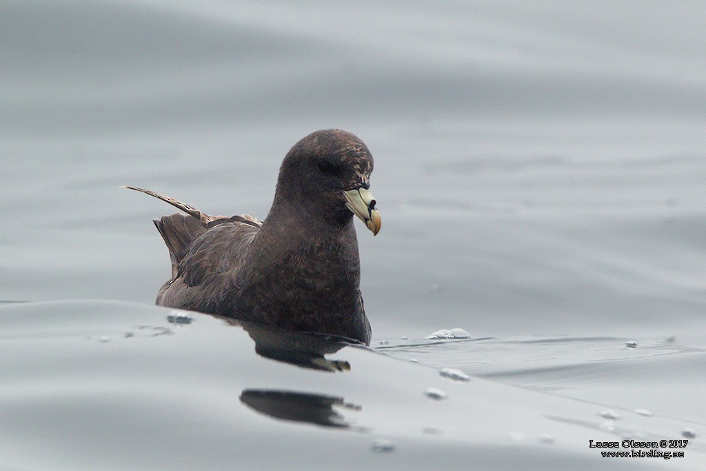 Northern Fulmar - ML124264041