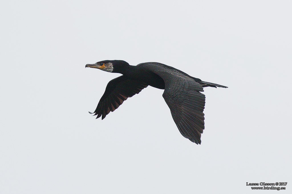 Japanese Cormorant - ML124264101