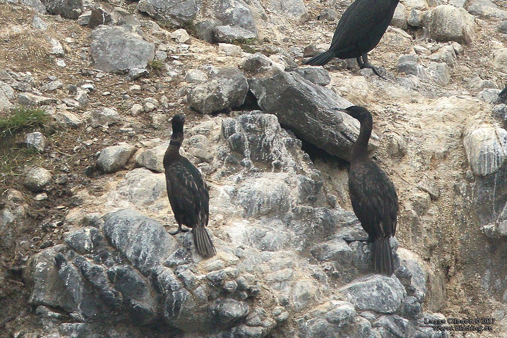 Pelagic Cormorant - ML124264111