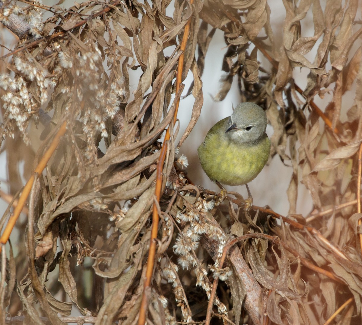 Orange-crowned Warbler - ML124266491