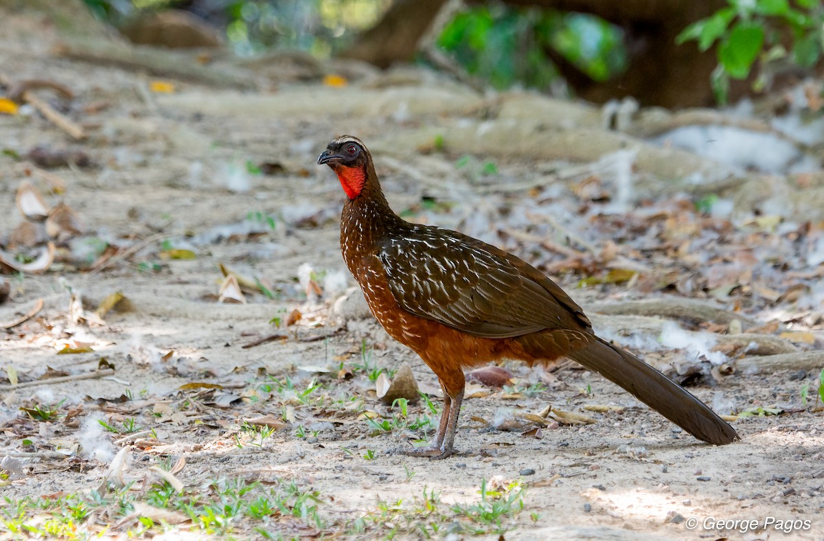 Chestnut-bellied Guan - George Pagos