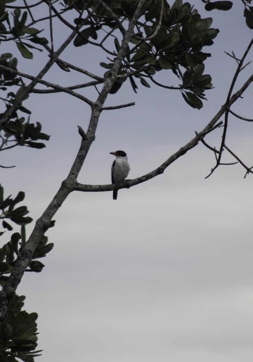 Black-tailed Tityra - ML124269241