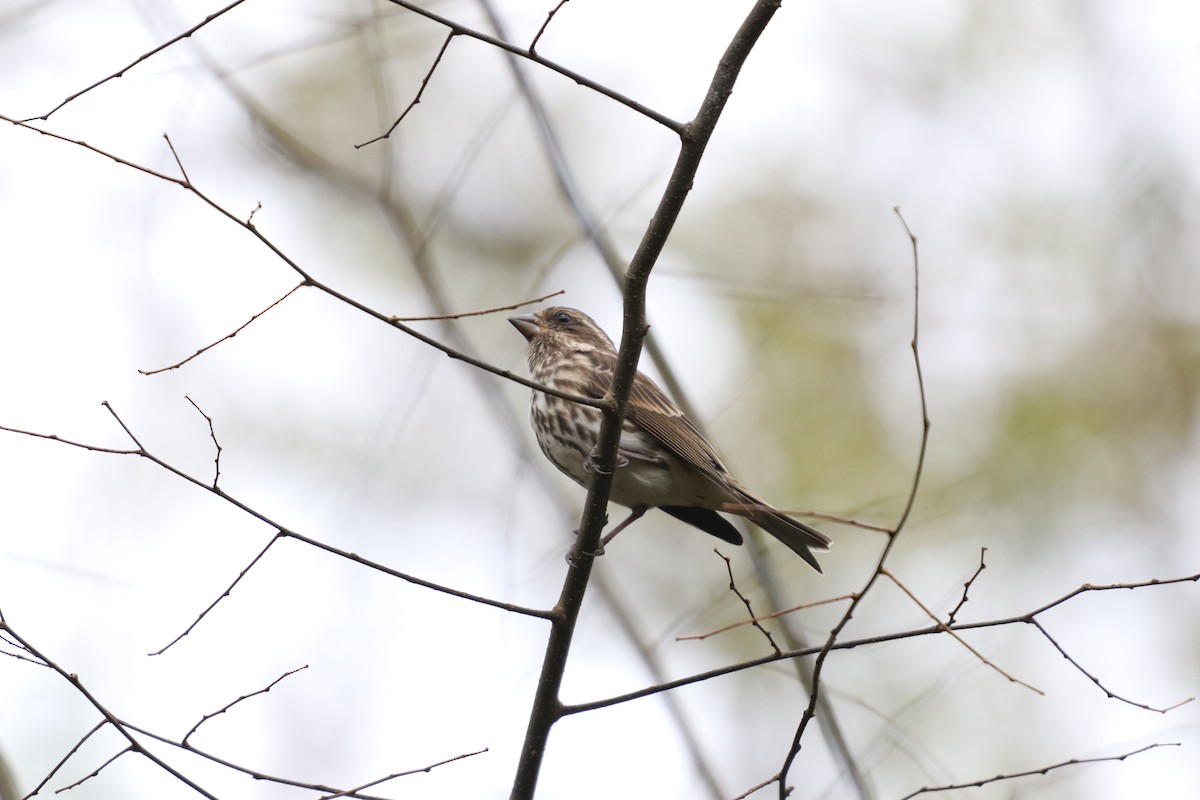 Purple Finch - ML124269321
