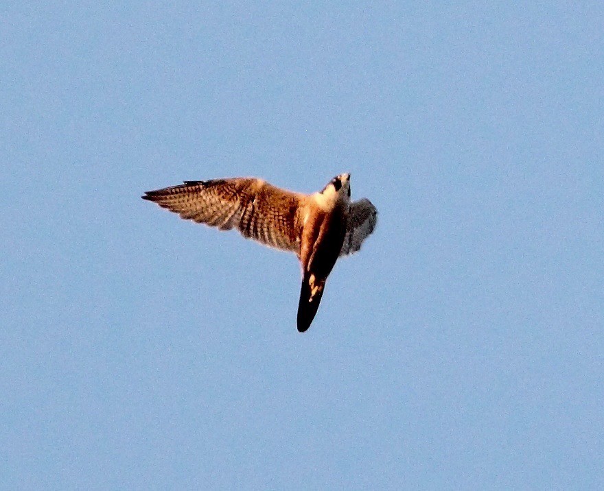 Peregrine Falcon (Shaheen) - ML124269371