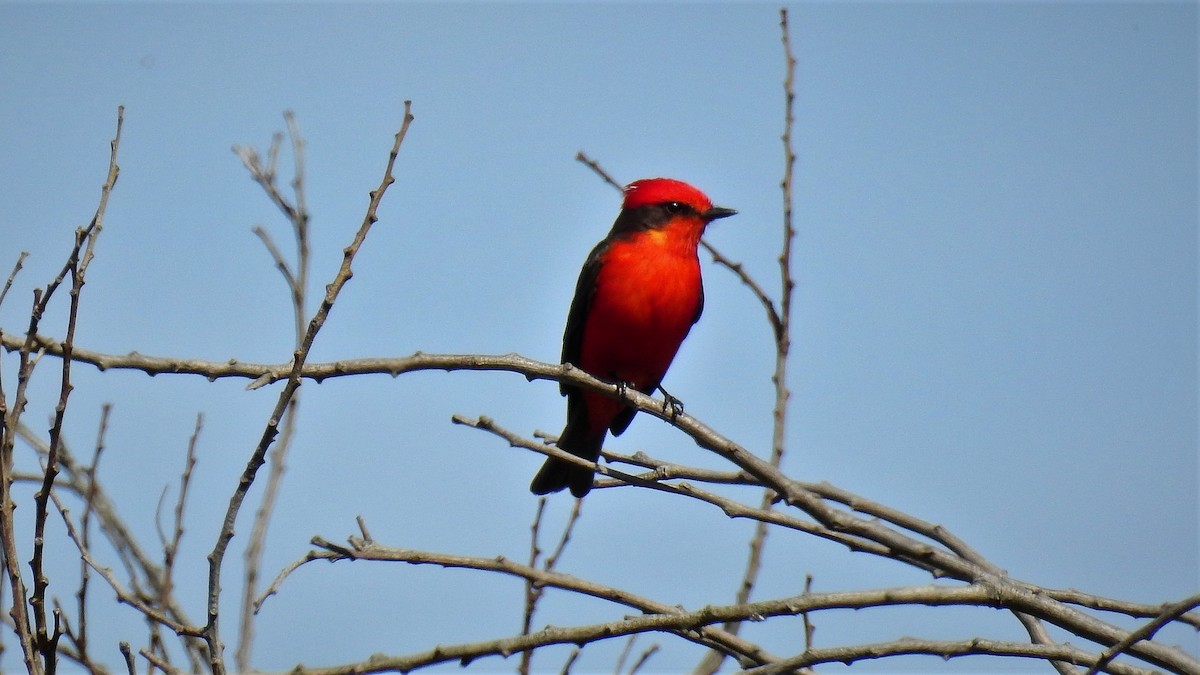 Vermilion Flycatcher - ML124269501