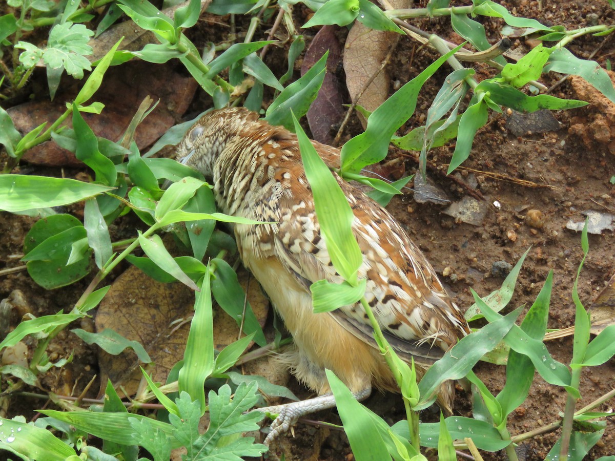 Barred Buttonquail - Selvaganesh K