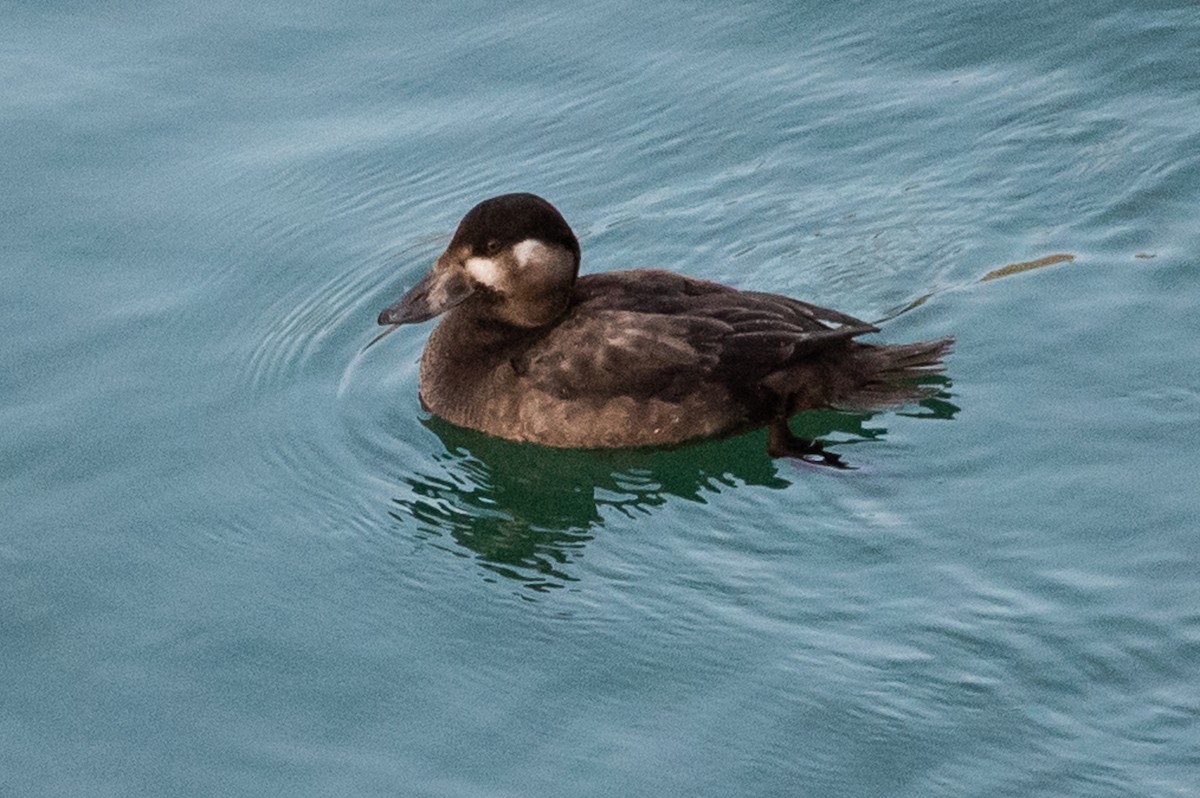 Surf Scoter - ML124270181