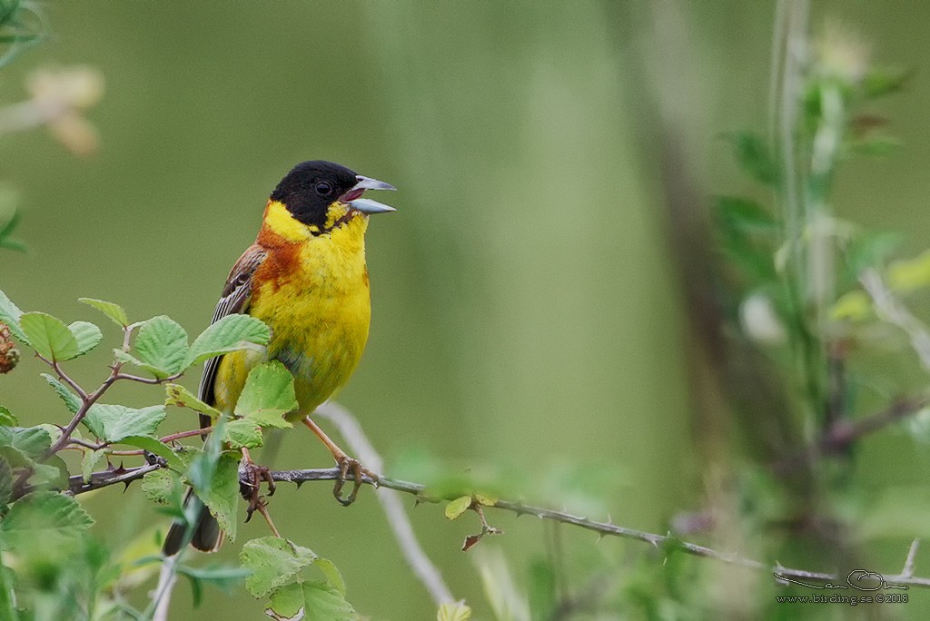 Black-headed Bunting - Lasse Olsson