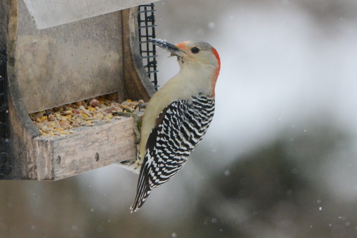 Red-bellied Woodpecker - Steve Mierzykowski