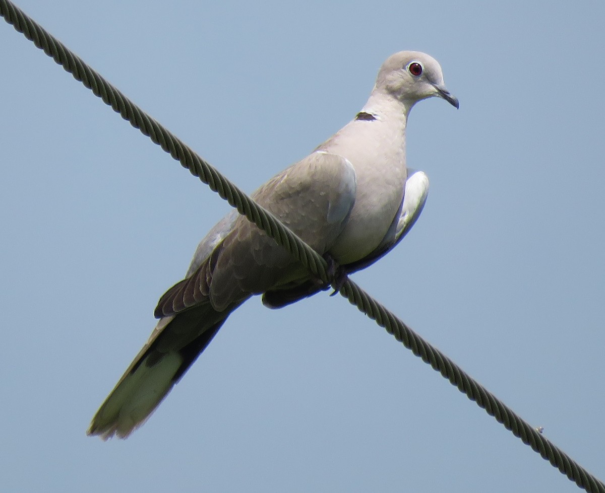 Eurasian Collared-Dove - Selvaganesh K