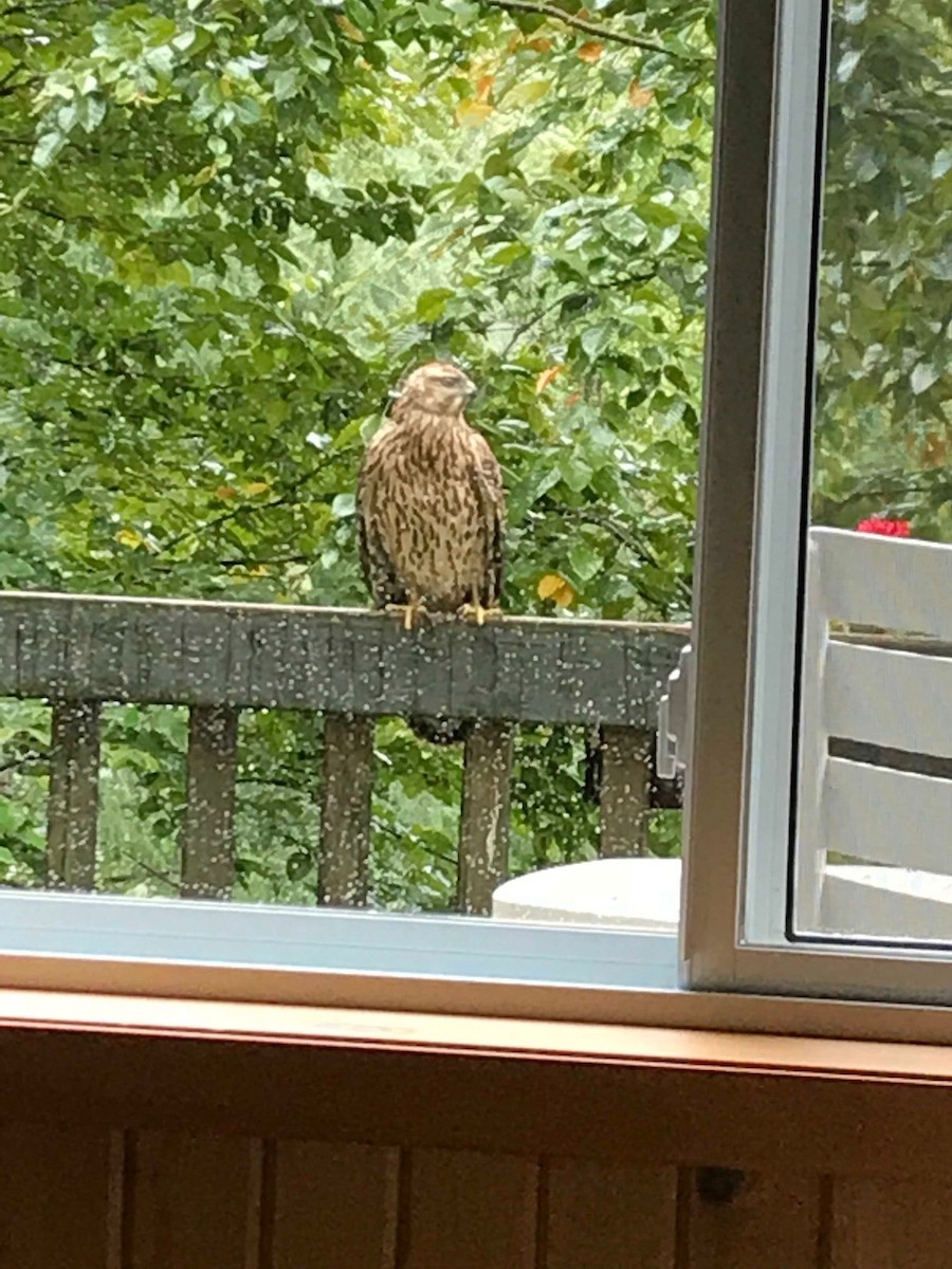 American Goshawk - Club ornithologique des Hautes-Laurentides