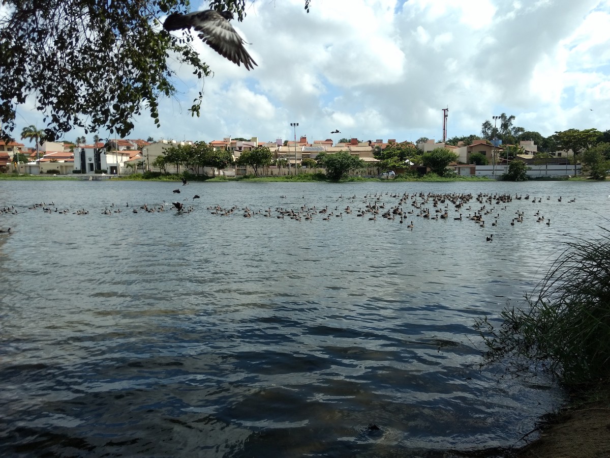 White-faced Whistling-Duck - ML124282011