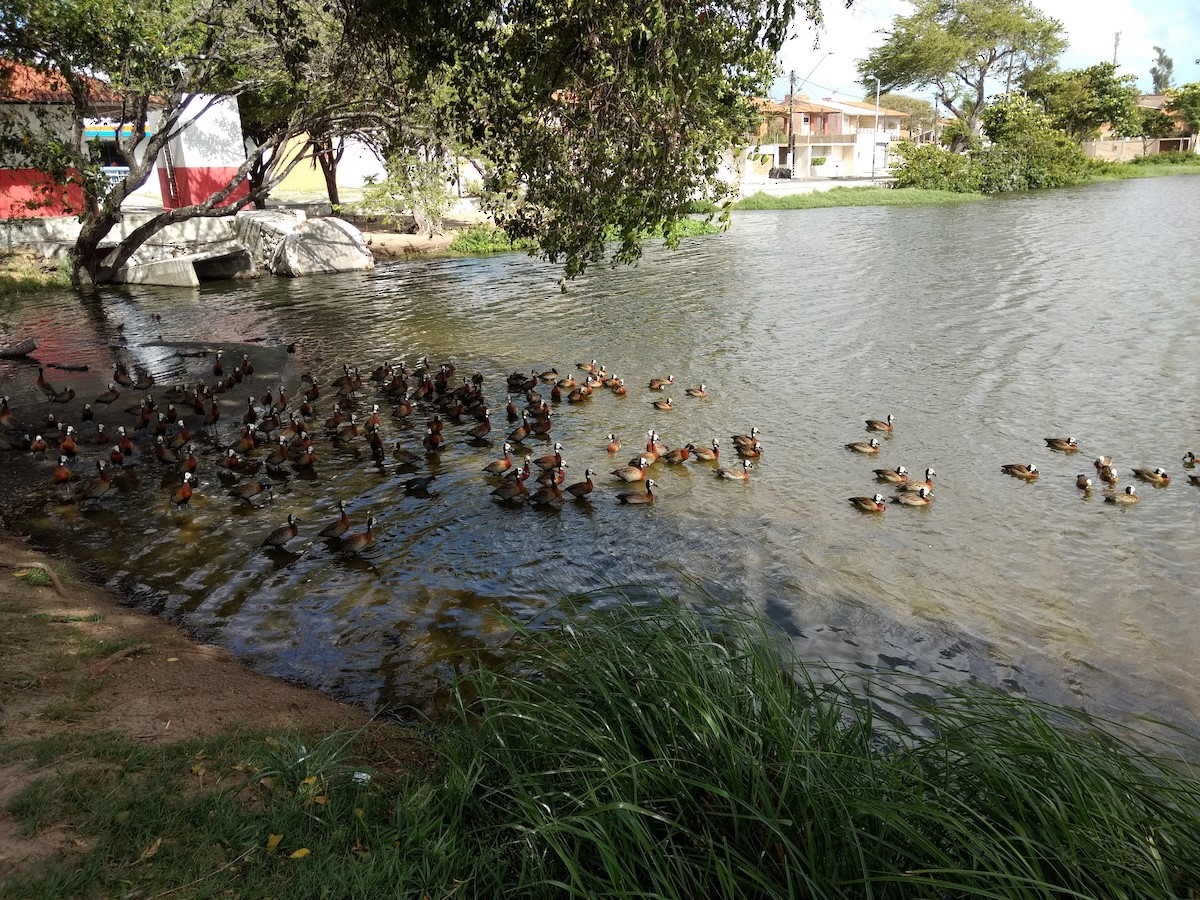 White-faced Whistling-Duck - ML124282081