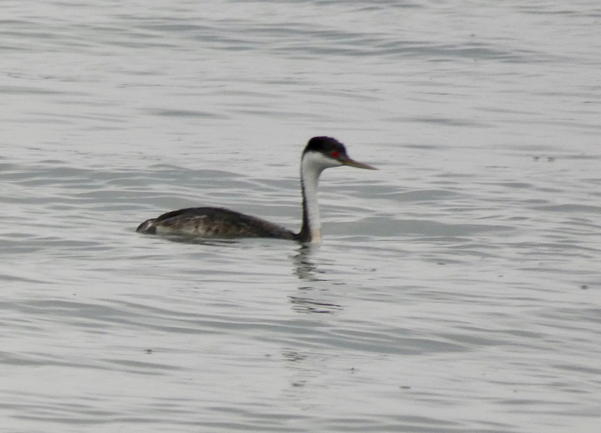 Western Grebe - ML124283801