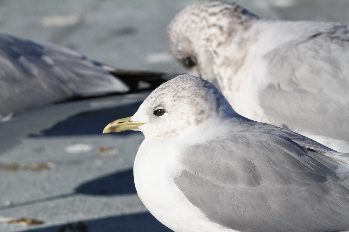 fiskemåke (canus) - ML124284451