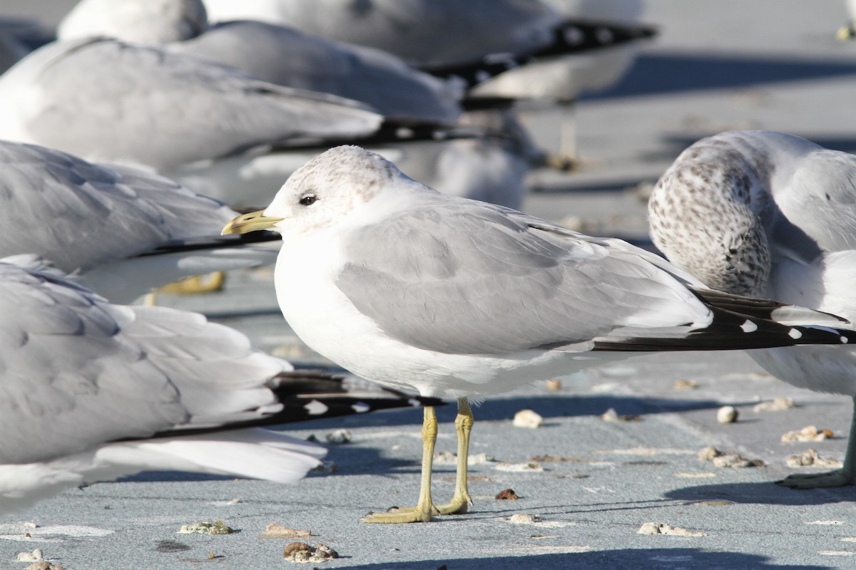 fiskemåke (canus) - ML124284471