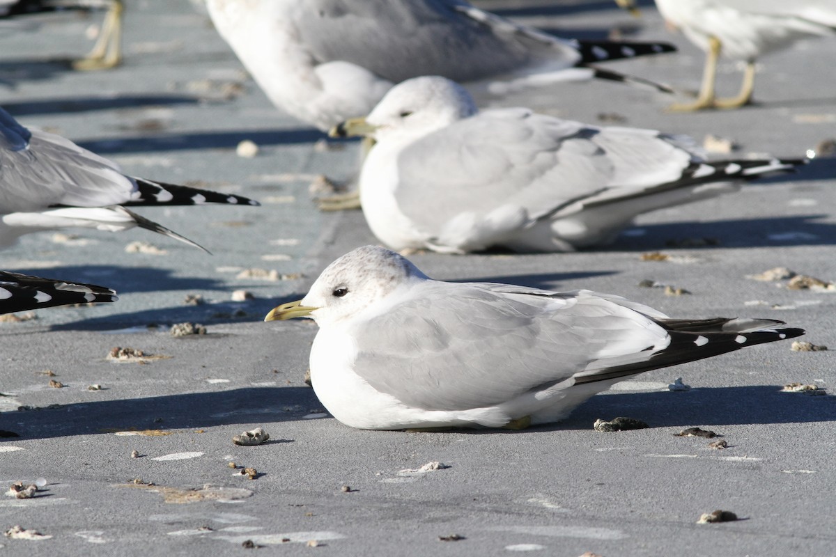 fiskemåke (canus) - ML124284481