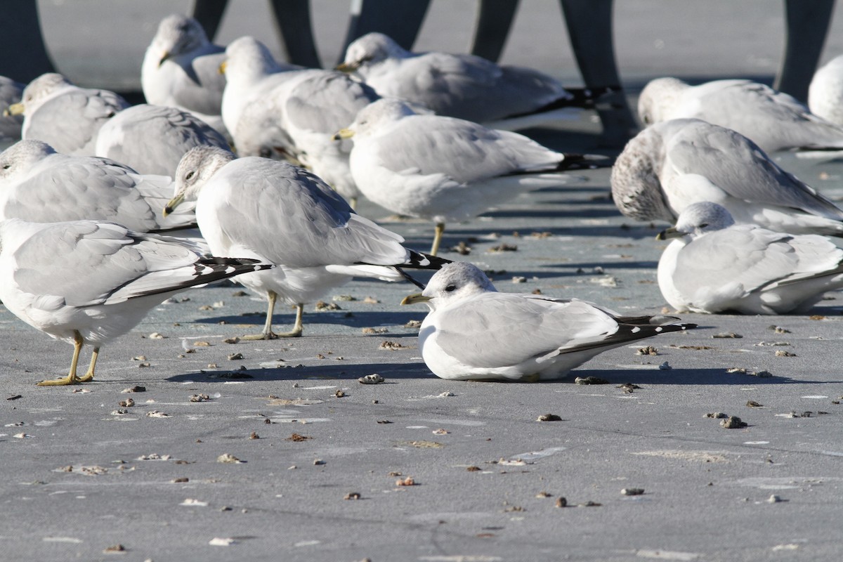 fiskemåke (canus) - ML124284491