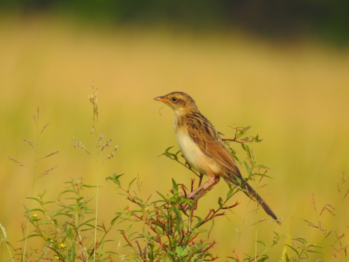 Bristled Grassbird - ML124285321