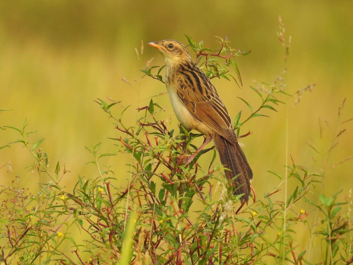 Bristled Grassbird - ML124285501