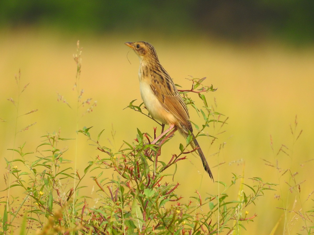 Bristled Grassbird - ML124285511