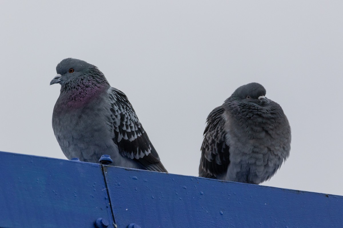 Rock Pigeon (Feral Pigeon) - Colin Leslie