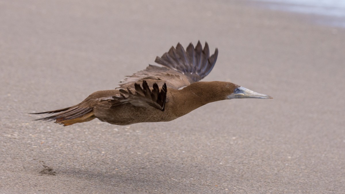 Brown Booby - ML124286521