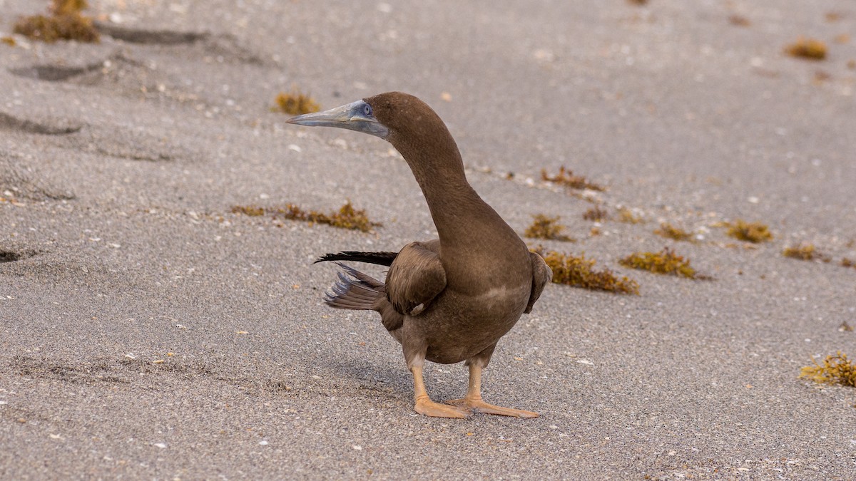 Brown Booby - ML124286531