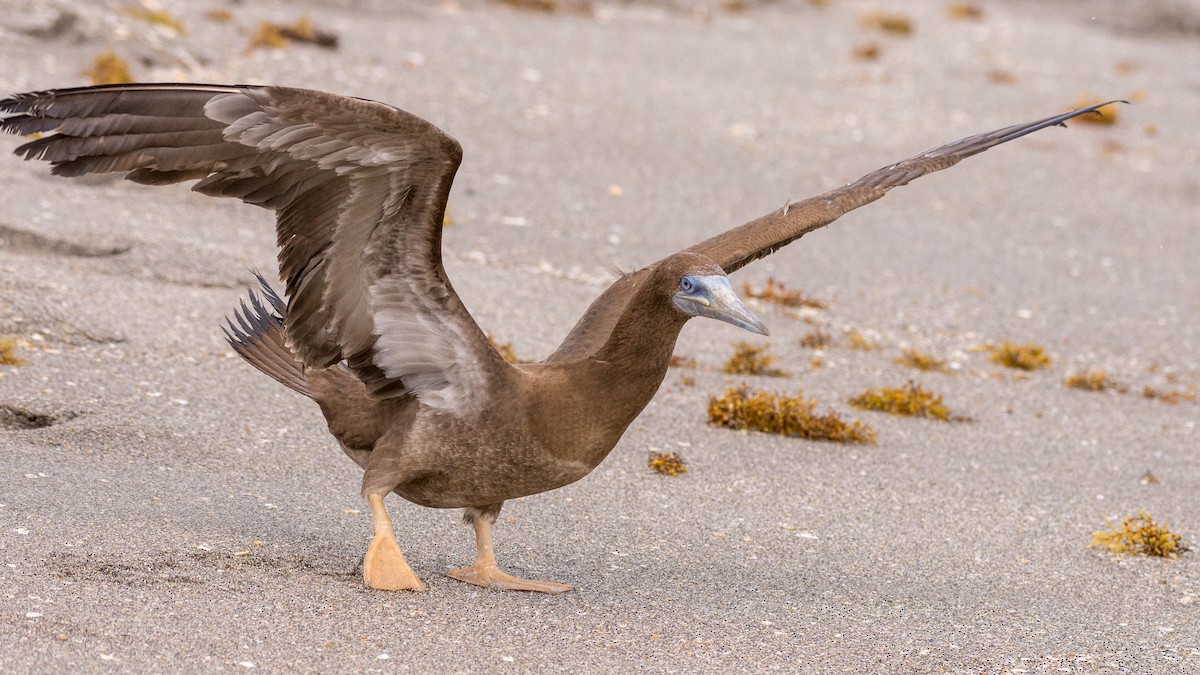 Brown Booby - ML124286541