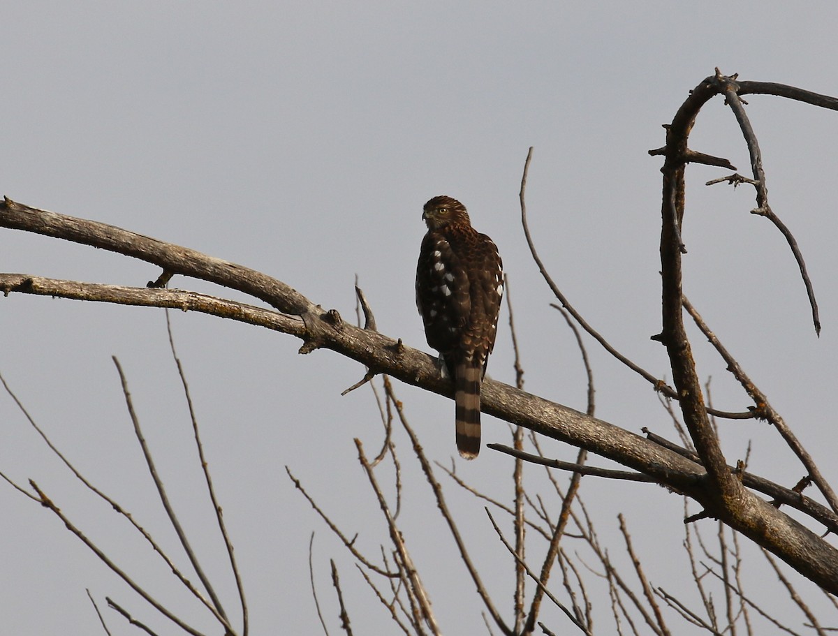 Cooper's Hawk - Pair of Wing-Nuts