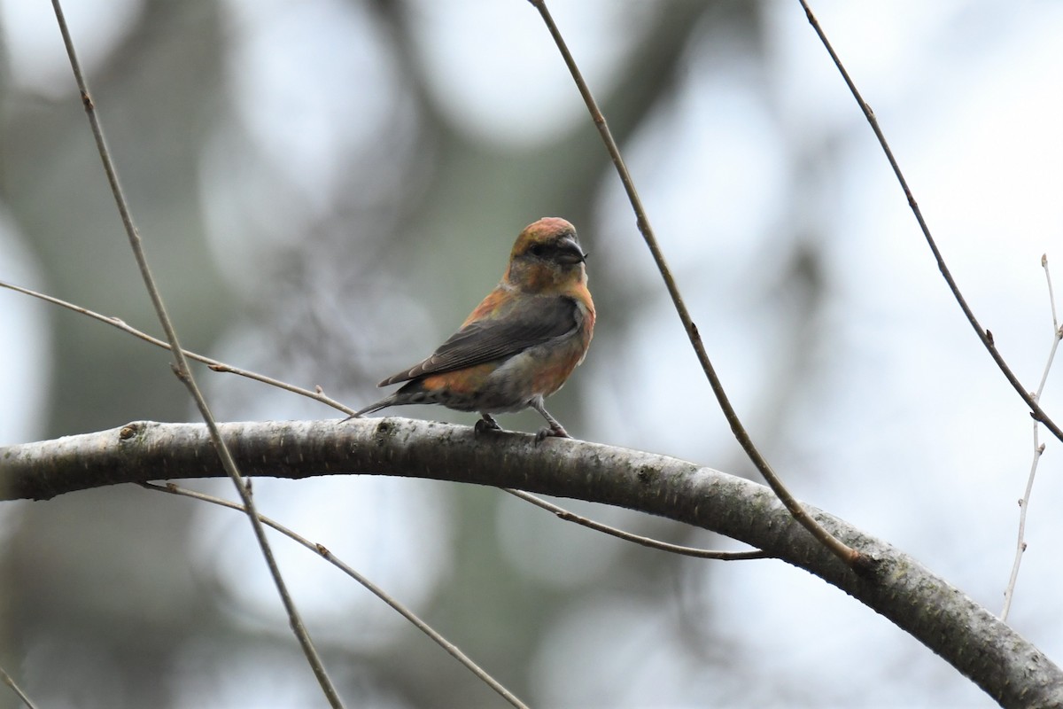 Red Crossbill - Ted Bradford