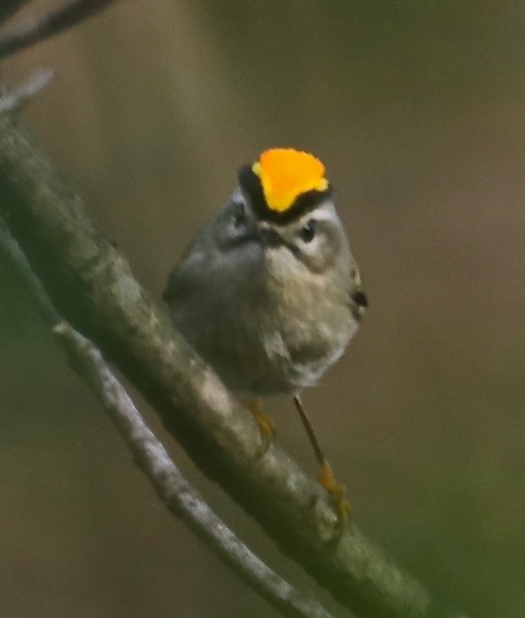 Golden-crowned Kinglet - ML124287601