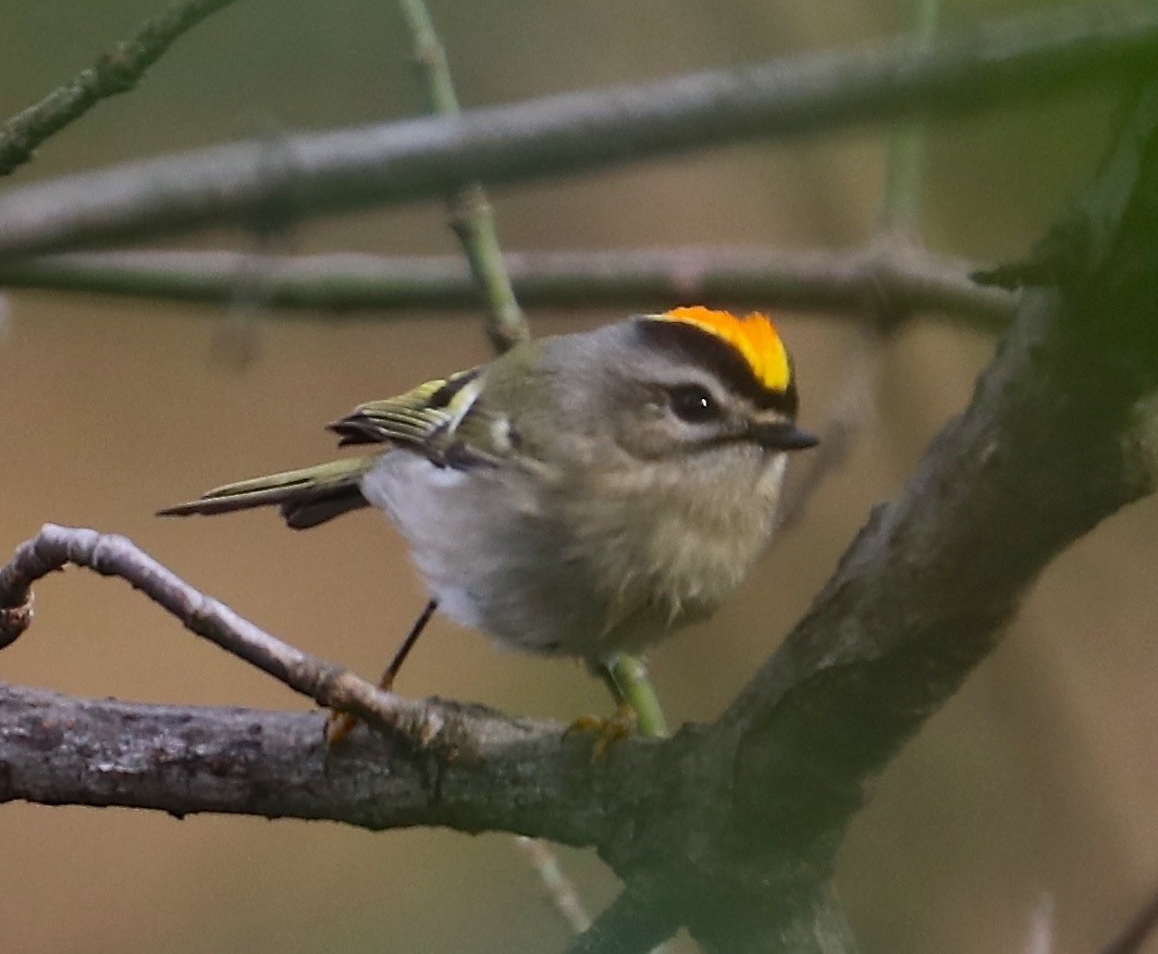 Golden-crowned Kinglet - ML124287611